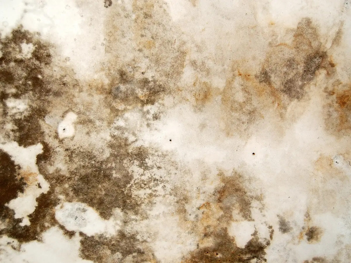 Water Stains Or Mold 1